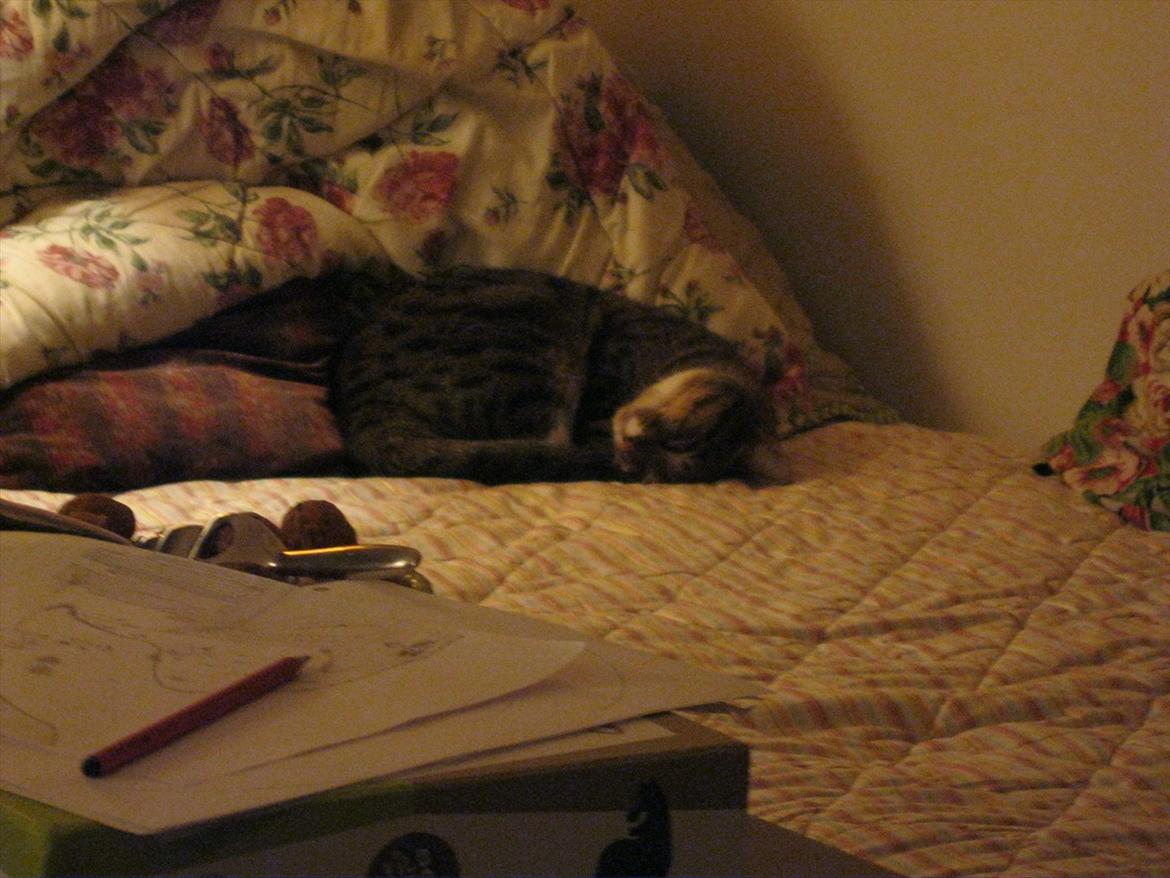 Huskat Feline (R.i.P) billede 19