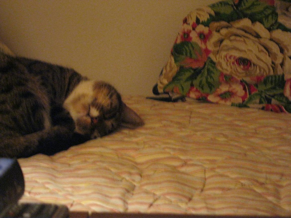 Huskat Feline (R.i.P) billede 6