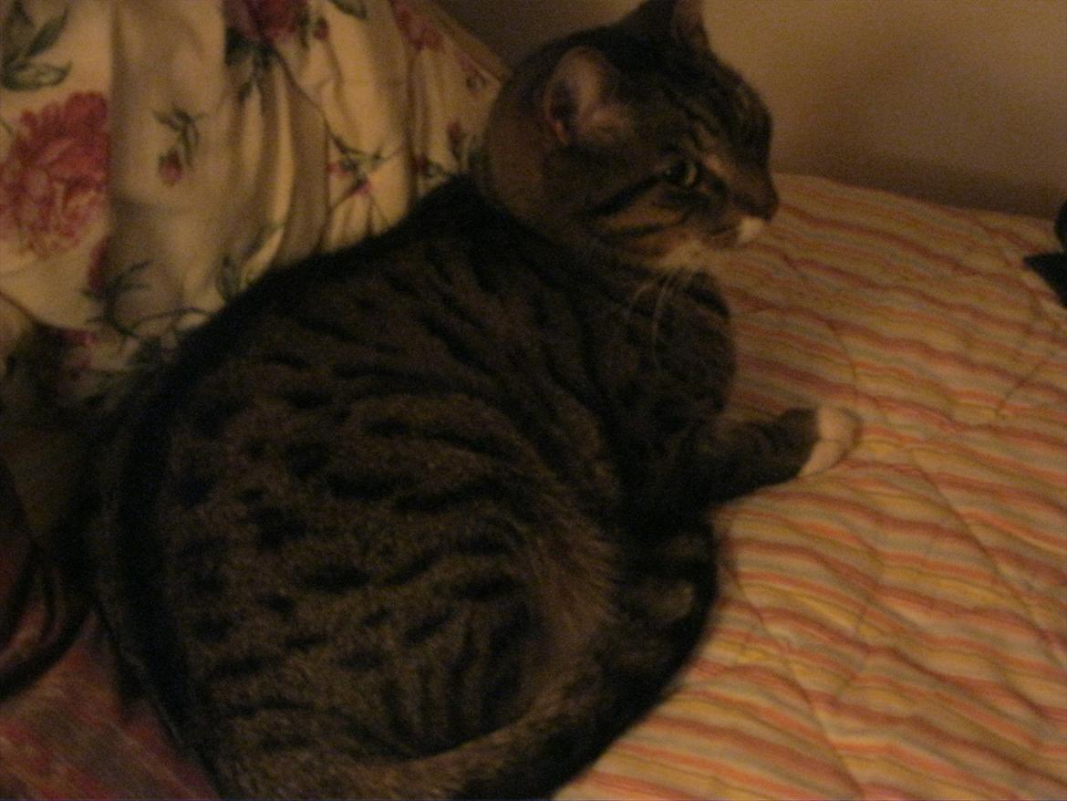 Huskat Feline (R.i.P) billede 7