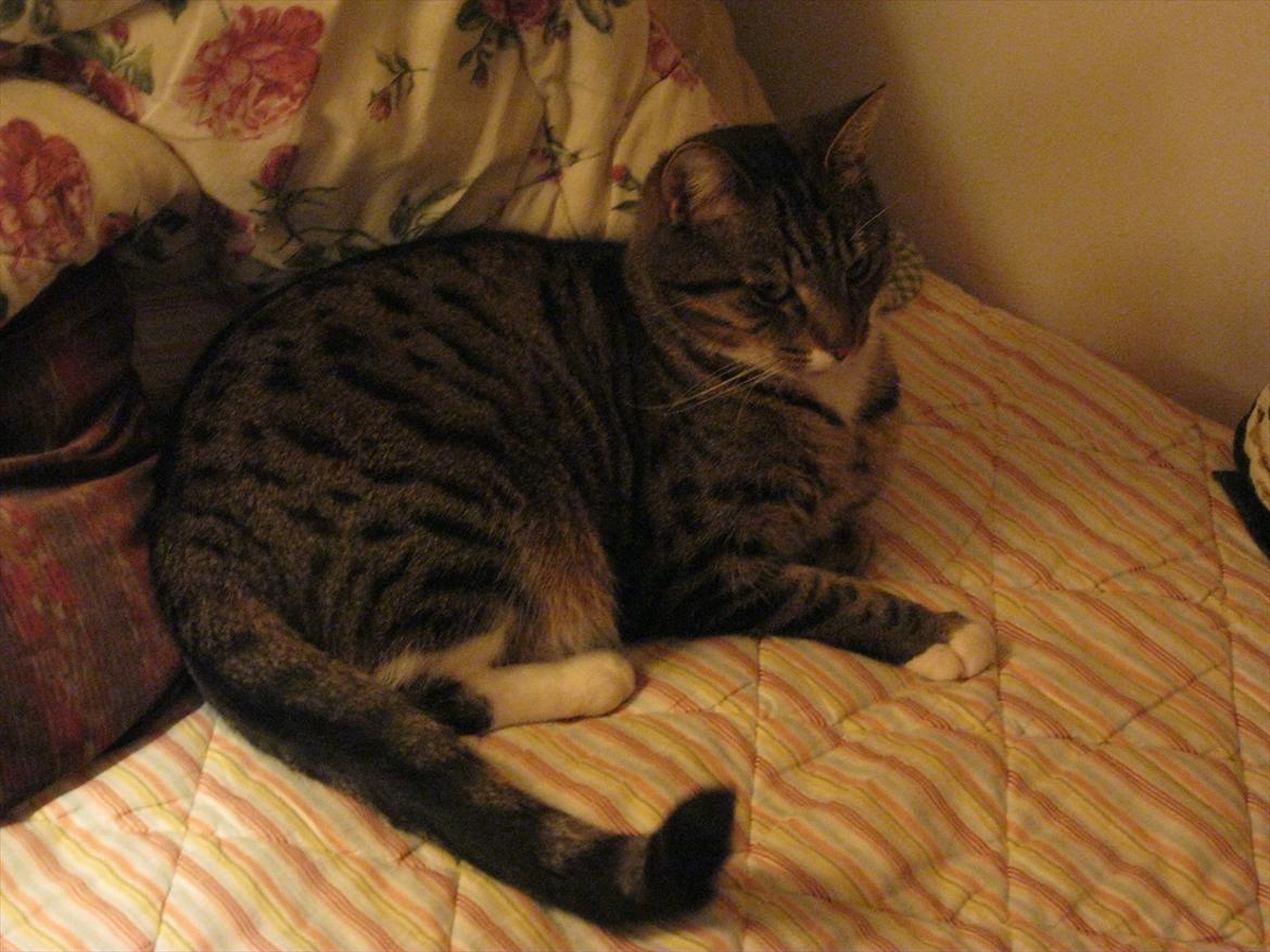 Huskat Feline (R.i.P) billede 8