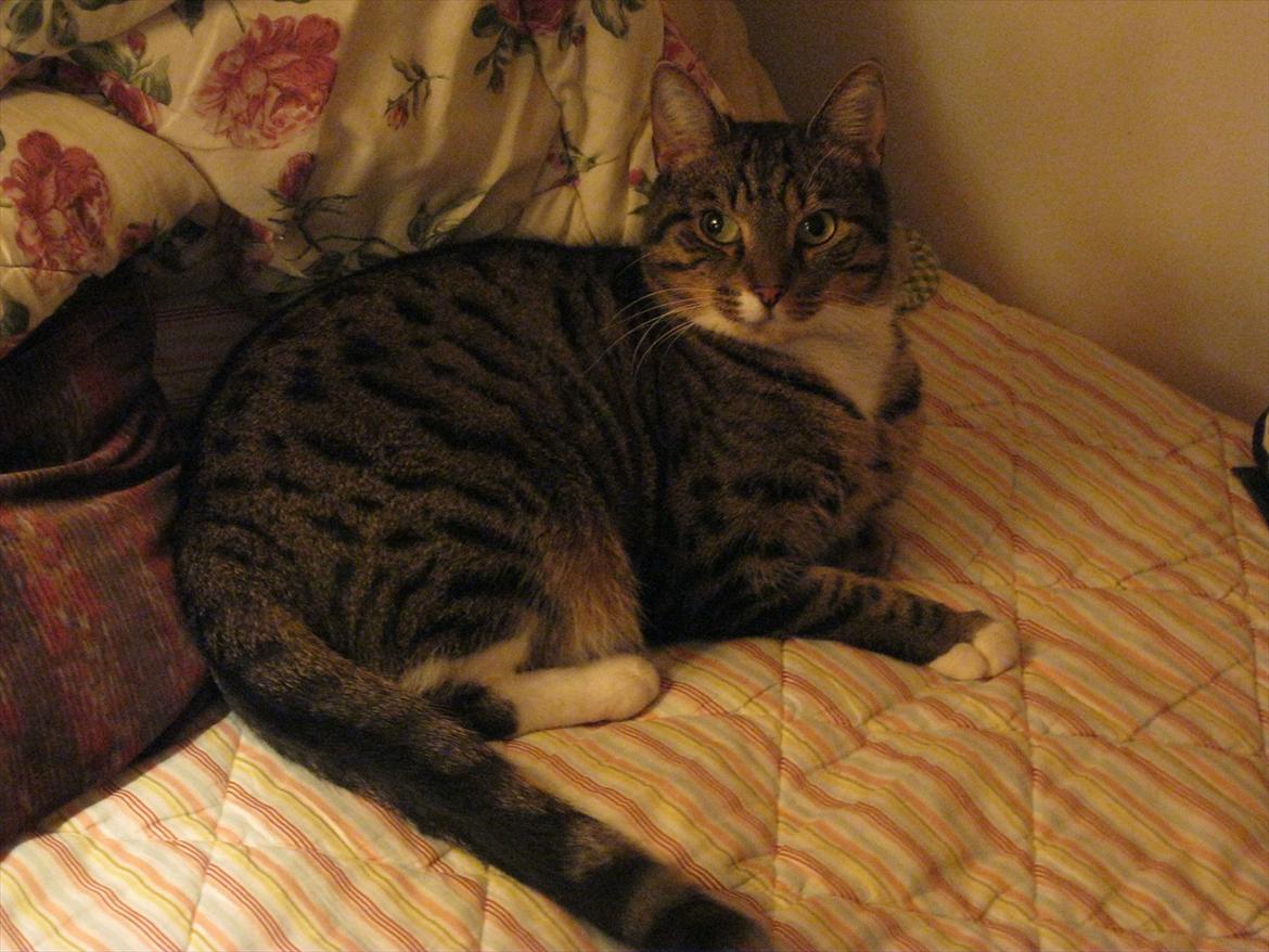 Huskat Feline (R.i.P) billede 9