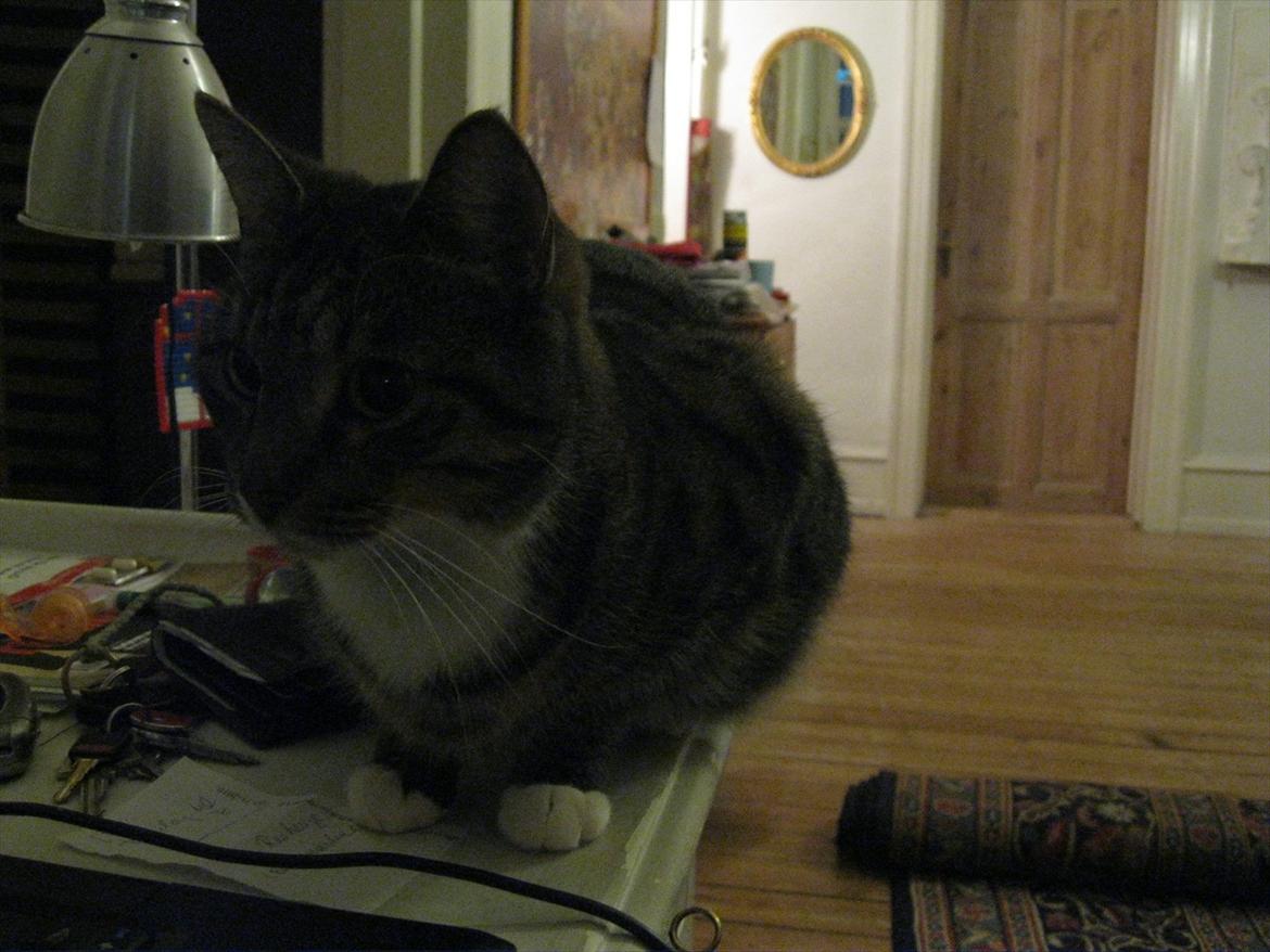 Huskat Feline (R.i.P) billede 10