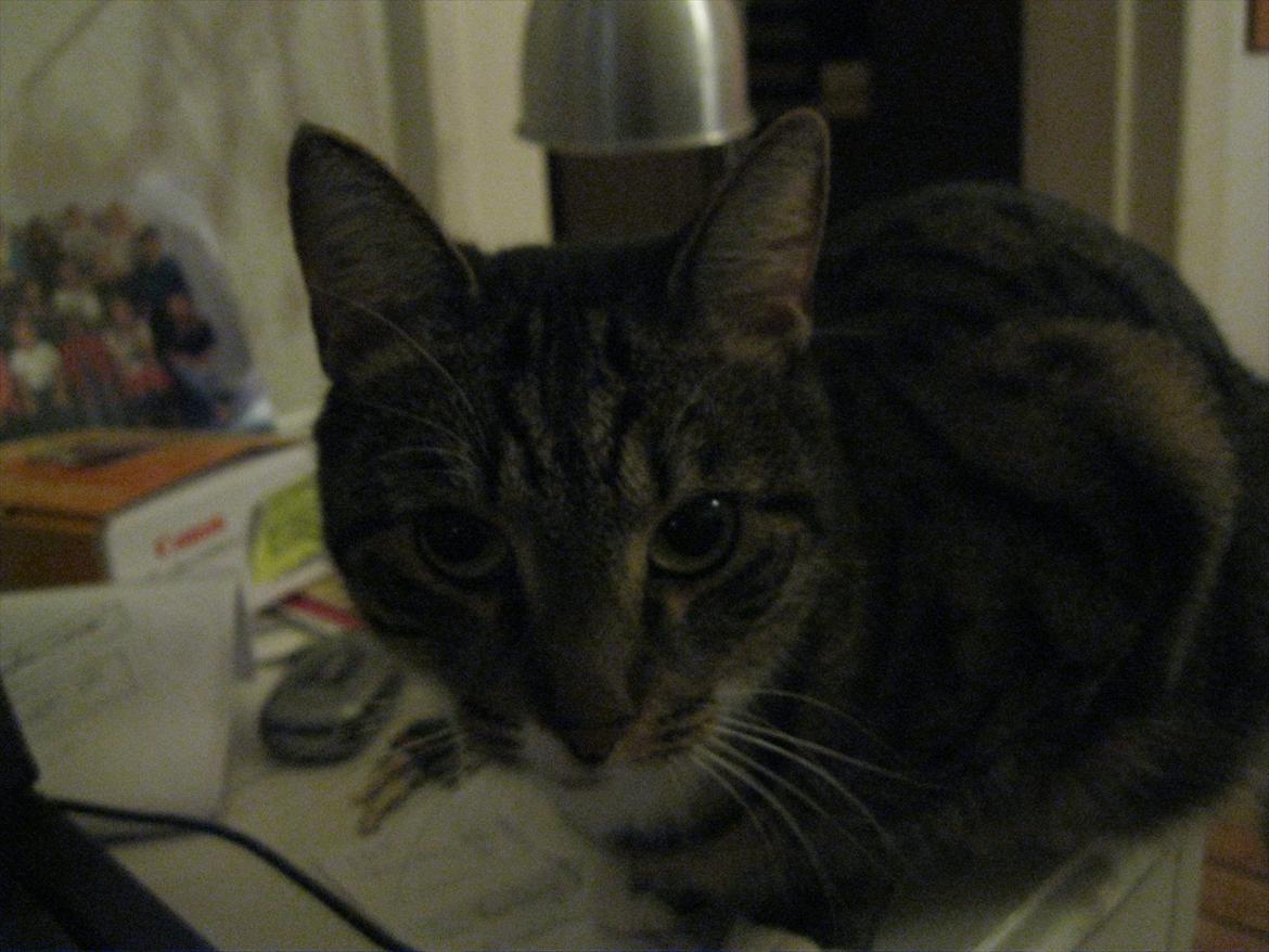 Huskat Feline (R.i.P) billede 11