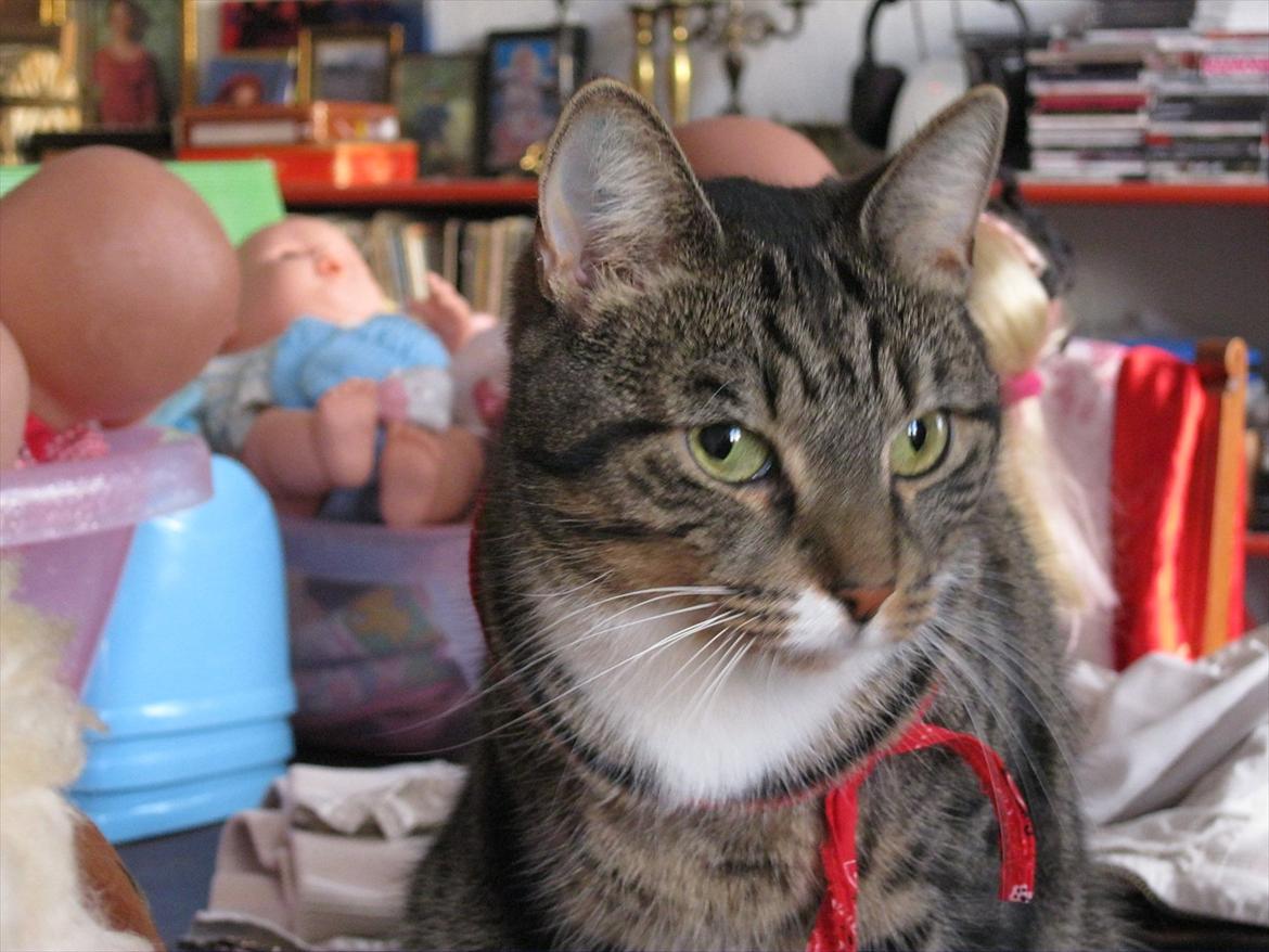 Huskat Feline (R.i.P) billede 12