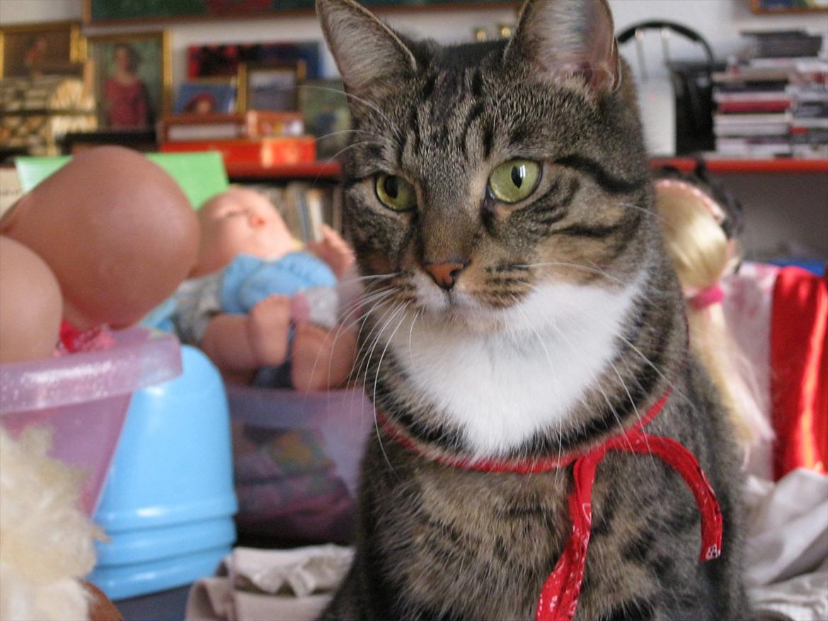 Huskat Feline (R.i.P) billede 13