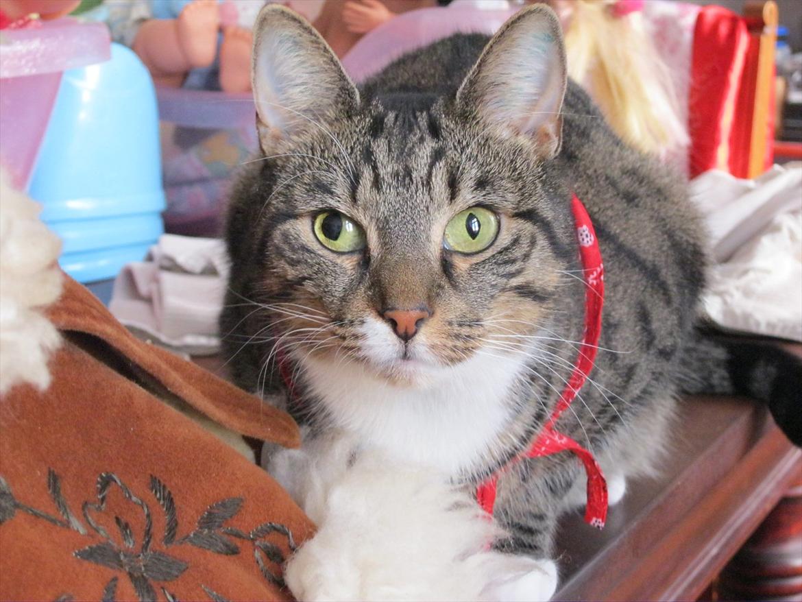 Huskat Feline (R.i.P) billede 14