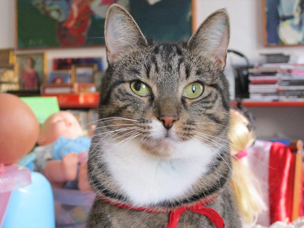 Huskat Feline (R.i.P) - se mine øjne de er forskelige billede 15