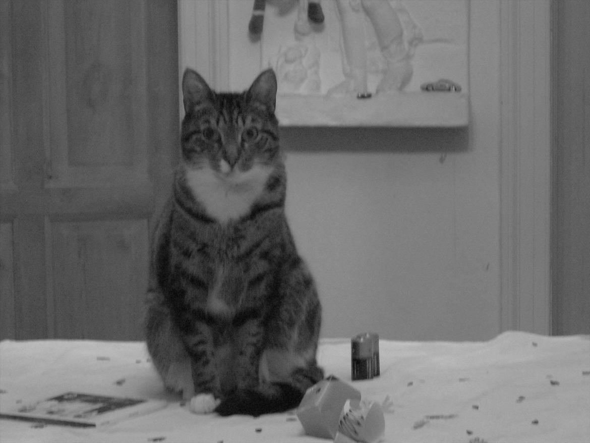 Huskat Feline (R.i.P) billede 16