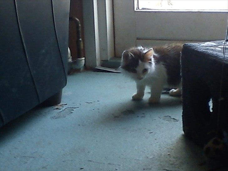 Blanding af racer Nubis billede 2