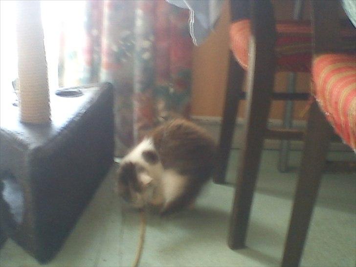 Blanding af racer Nubis billede 4