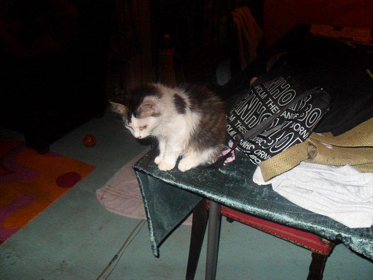 Blanding af racer Nubis billede 6