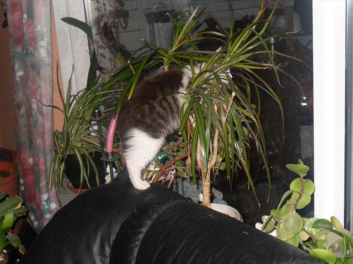 Blanding af racer Nubis billede 7