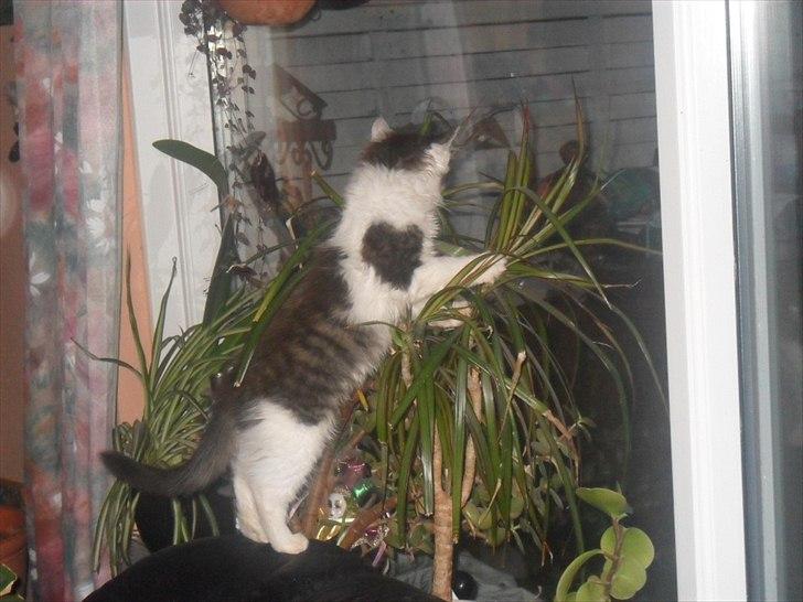 Blanding af racer Nubis billede 8