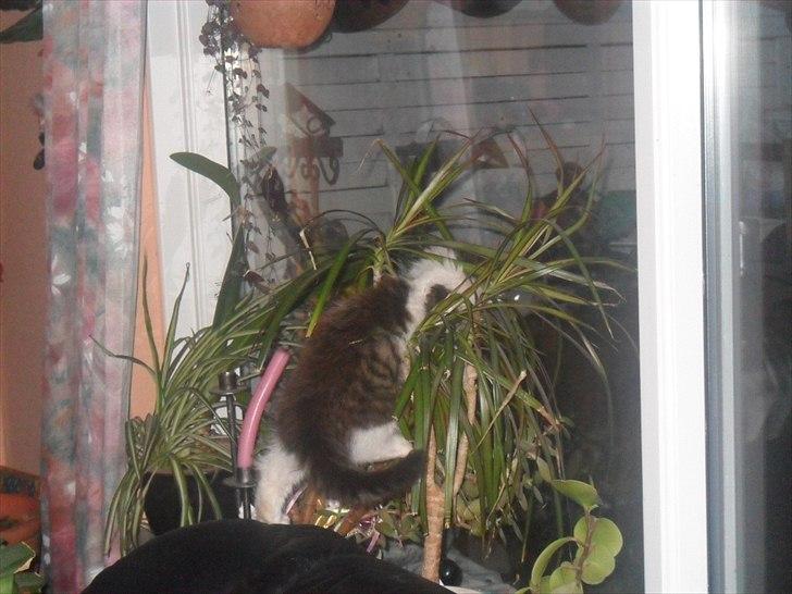 Blanding af racer Nubis billede 9