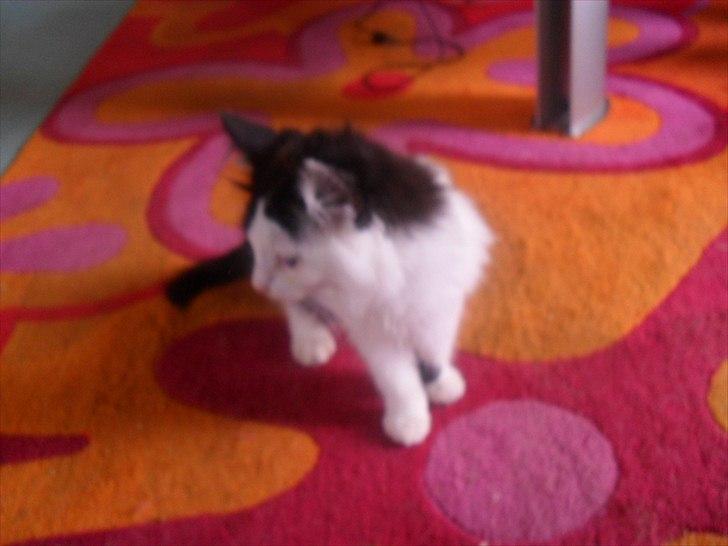 Blanding af racer Magnus billede 1