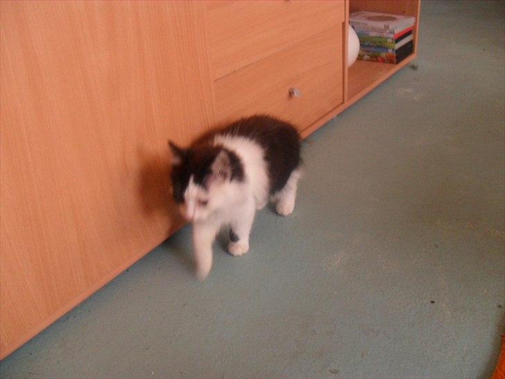 Blanding af racer Magnus billede 3