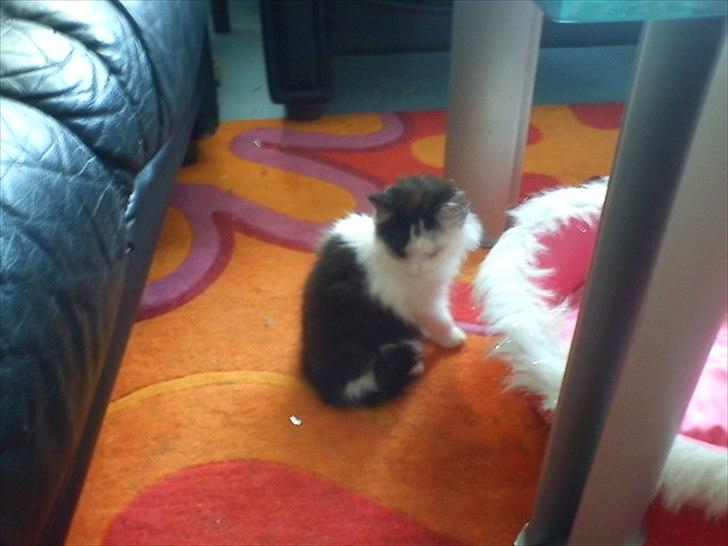 Blanding af racer Magnus billede 5