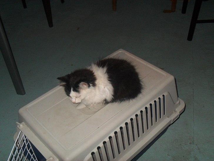 Blanding af racer Magnus billede 7