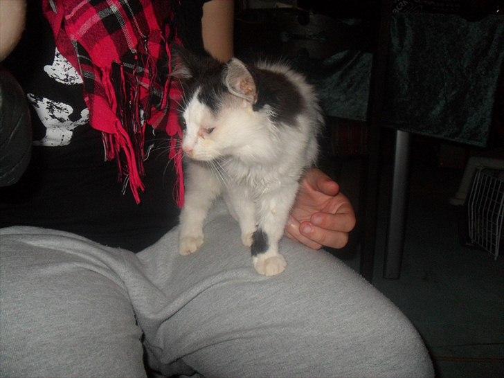 Blanding af racer Magnus billede 8