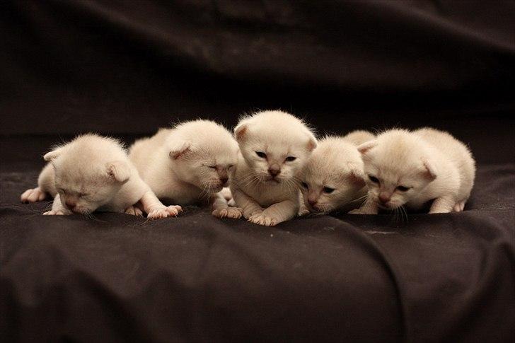 Burmilla Shines Wadiah billede 8