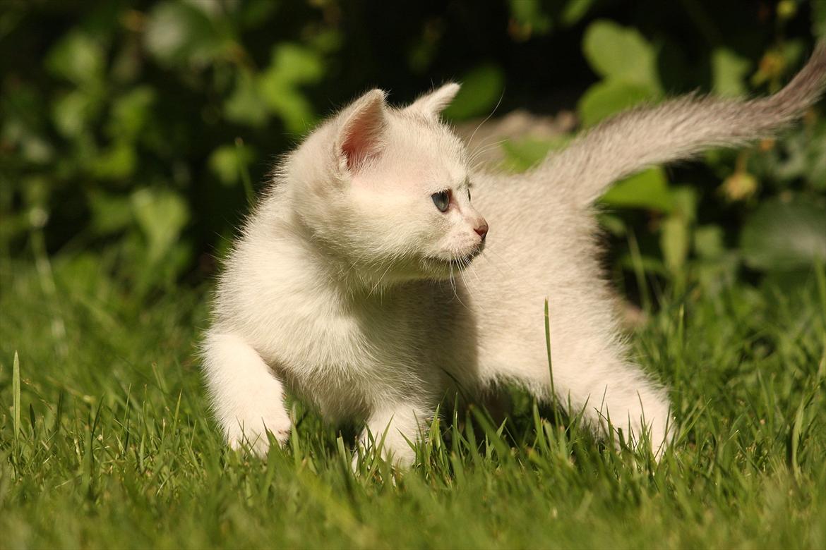 Burmilla Shines Wadiah billede 1