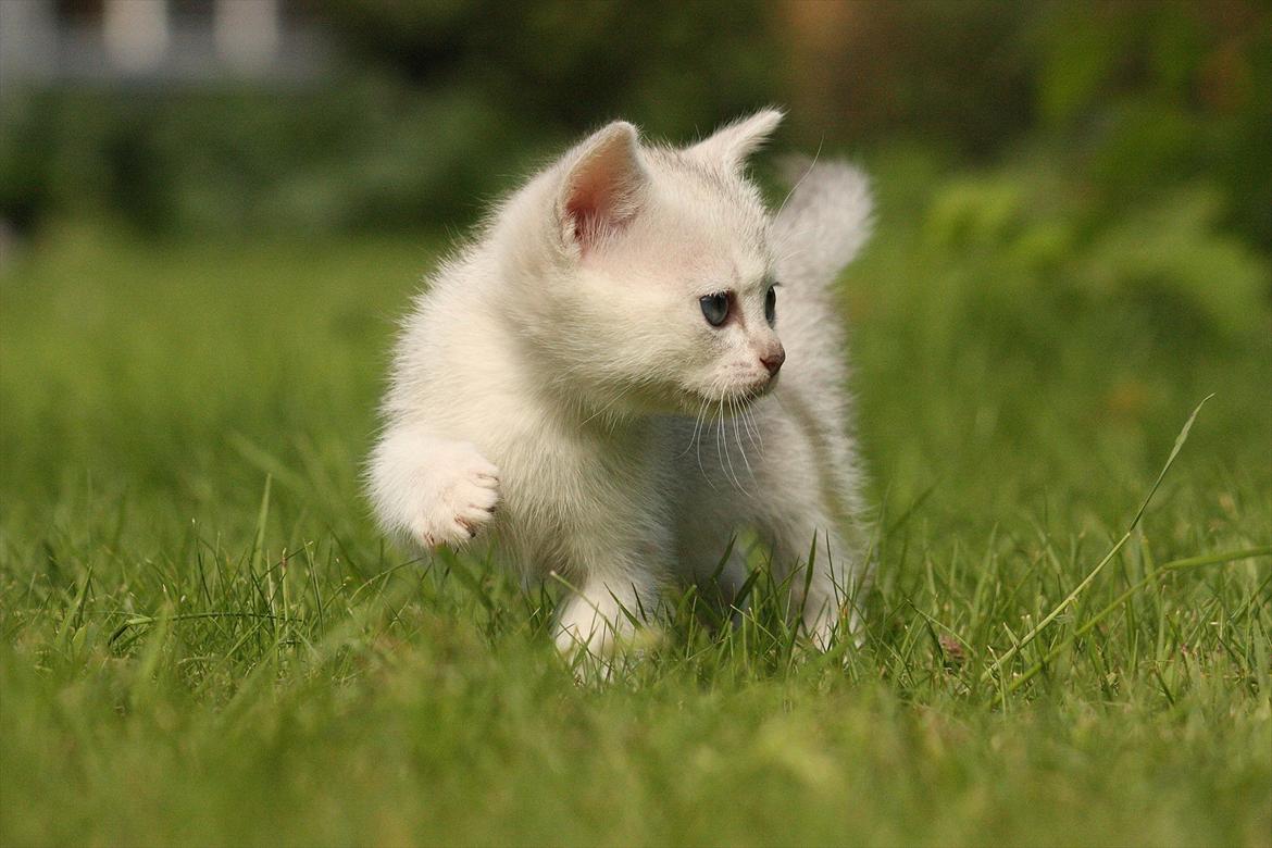 Burmilla Shines Wadiah billede 2