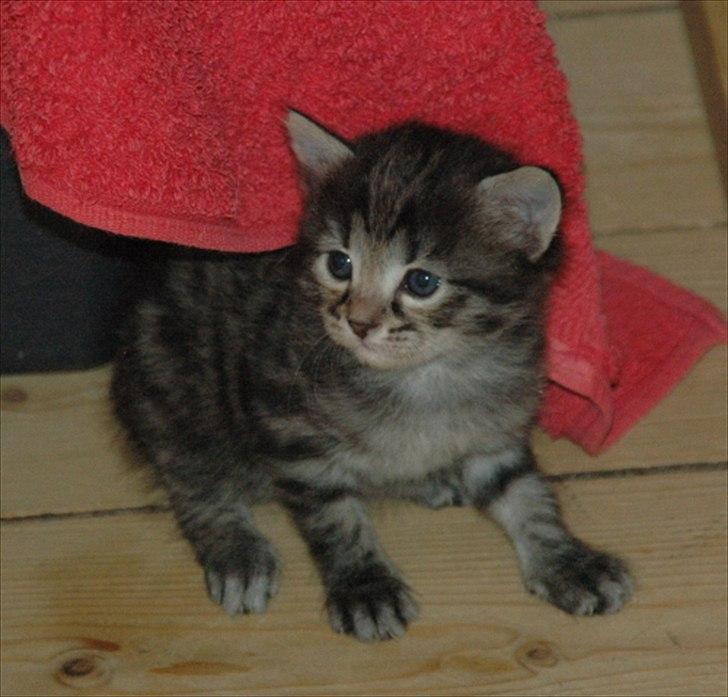 Tyrkisk Angora Füsun von Frankenthal DK - Füsun von Frankenthal som lille. Blev lyser med alderen billede 5