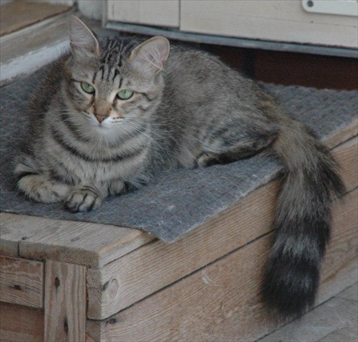 Tyrkisk Angora Füsun von Frankenthal DK - Füsun 30. juli 2011. Kigger killinger billede 9