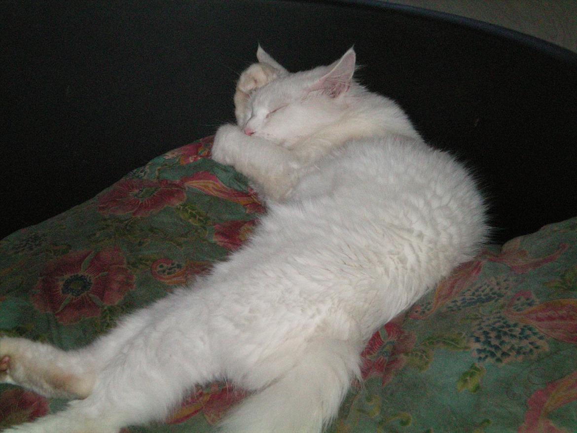 Maine Coon Duchess #Dysse# - Den dejlige Dysse ligger og sover. :D billede 16