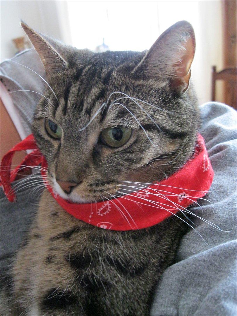 Huskat Feline (R.i.P) billede 17