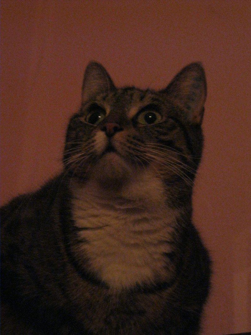 Huskat Feline (R.i.P) billede 18