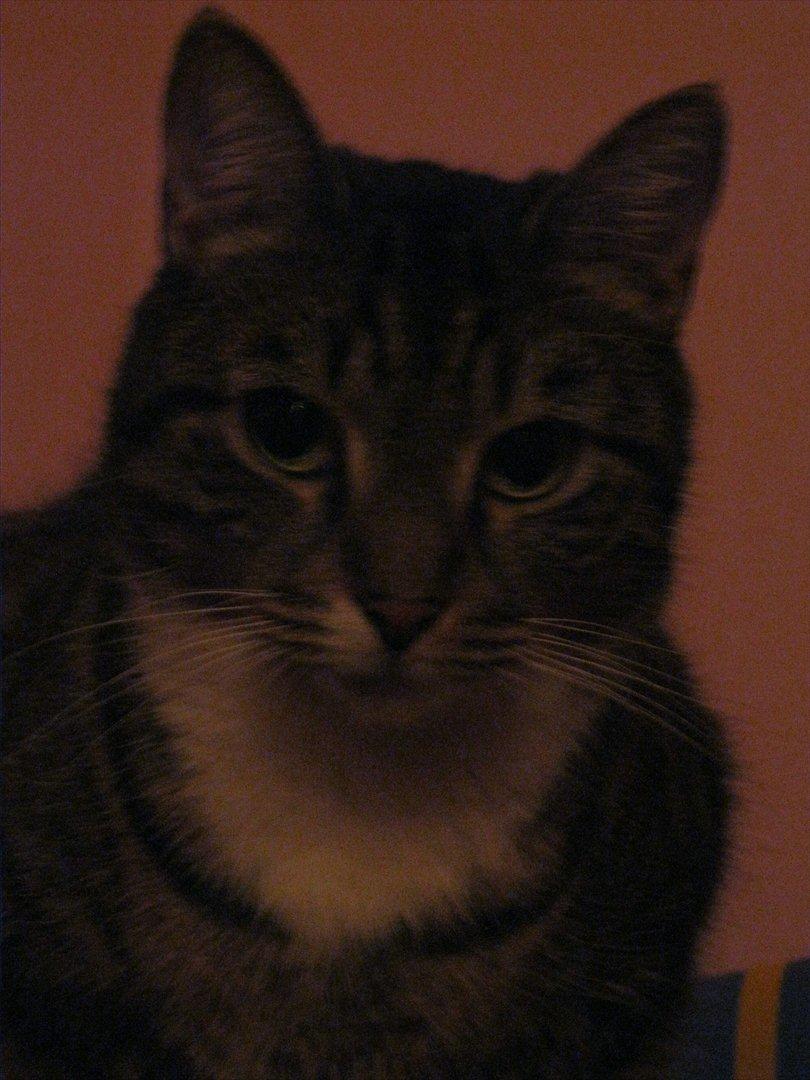 Huskat Feline (R.i.P) billede 20