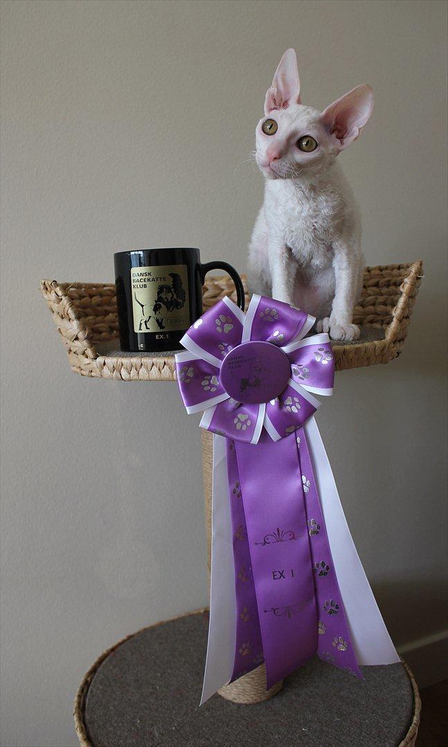 Cornish Rex DK Felis Schwencke Eowyn *Baby Boogie* - * Billede taget den 10/8-2011*
- Med "prisen" fra vores første udstilling.. billede 2
