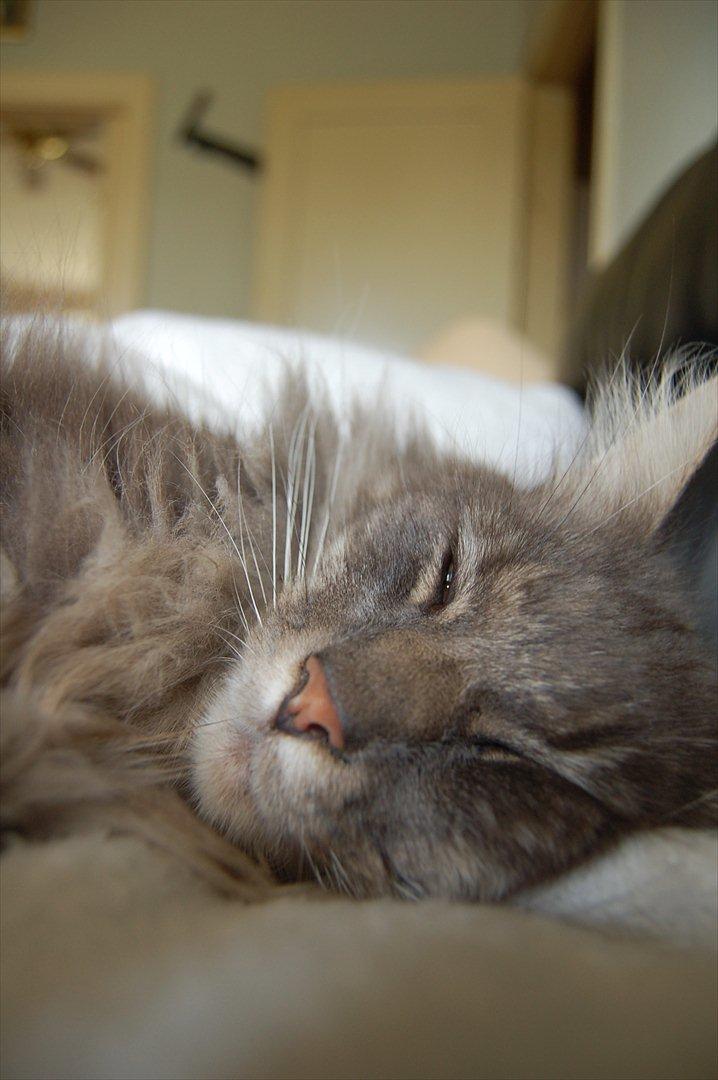 Maine Coon Killing billede 19