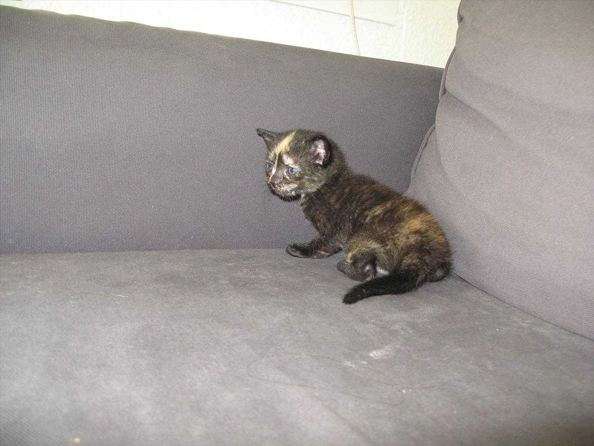 Huskat Mini Bailey billede 1