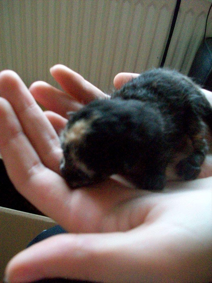 Huskat Mini Bailey billede 2