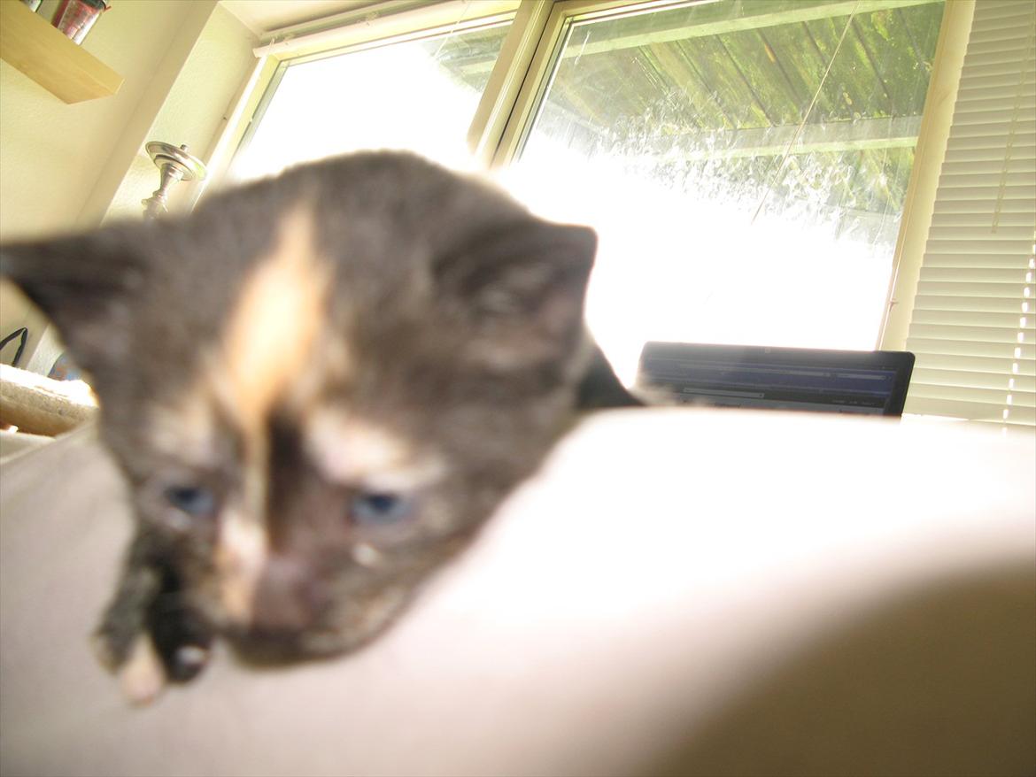 Huskat Mini Bailey billede 4