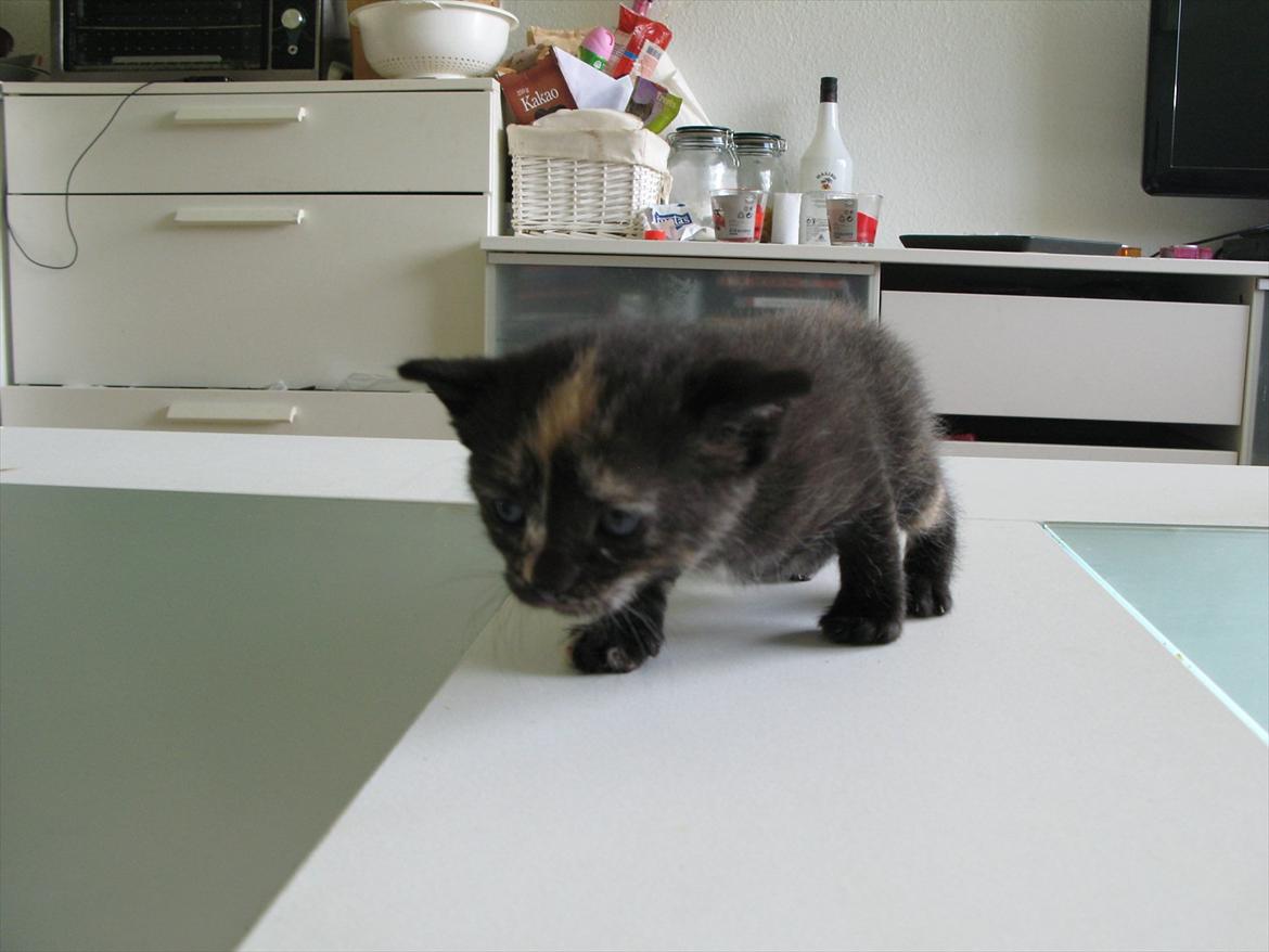 Huskat Mini Bailey billede 5