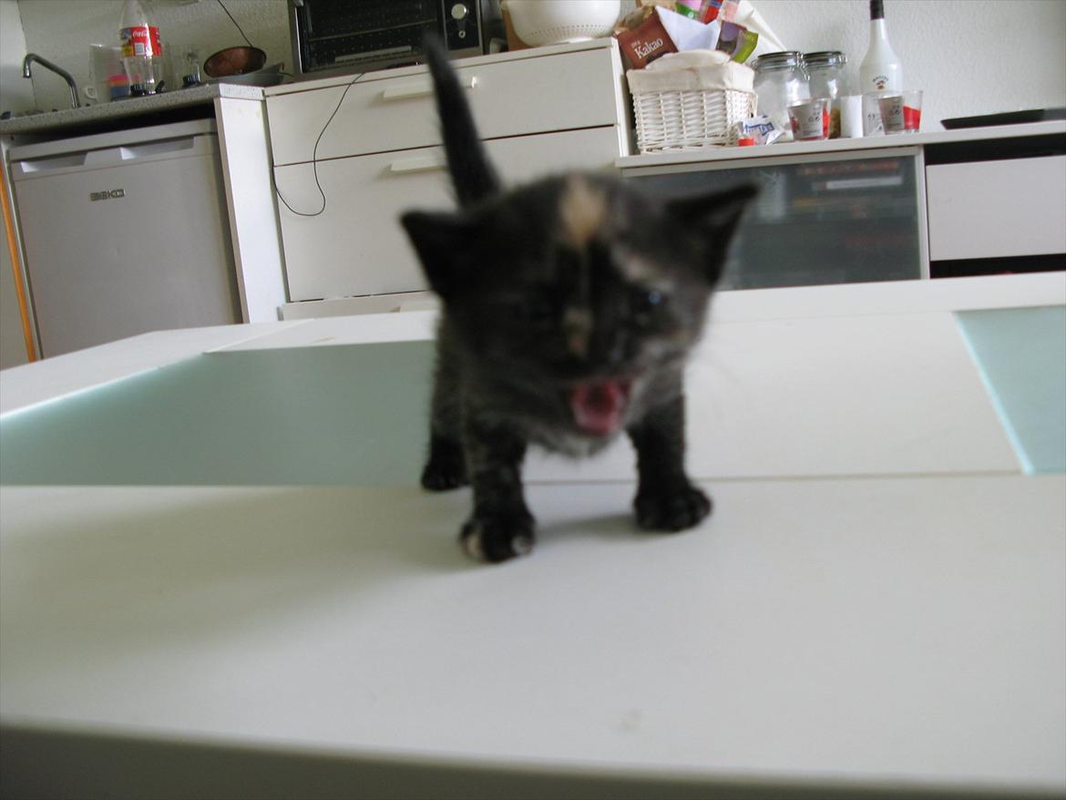 Huskat Mini Bailey billede 6