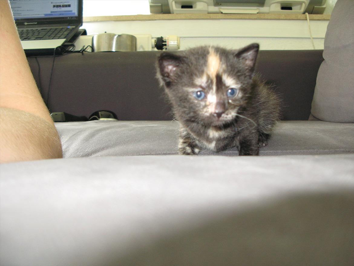 Huskat Mini Bailey billede 7