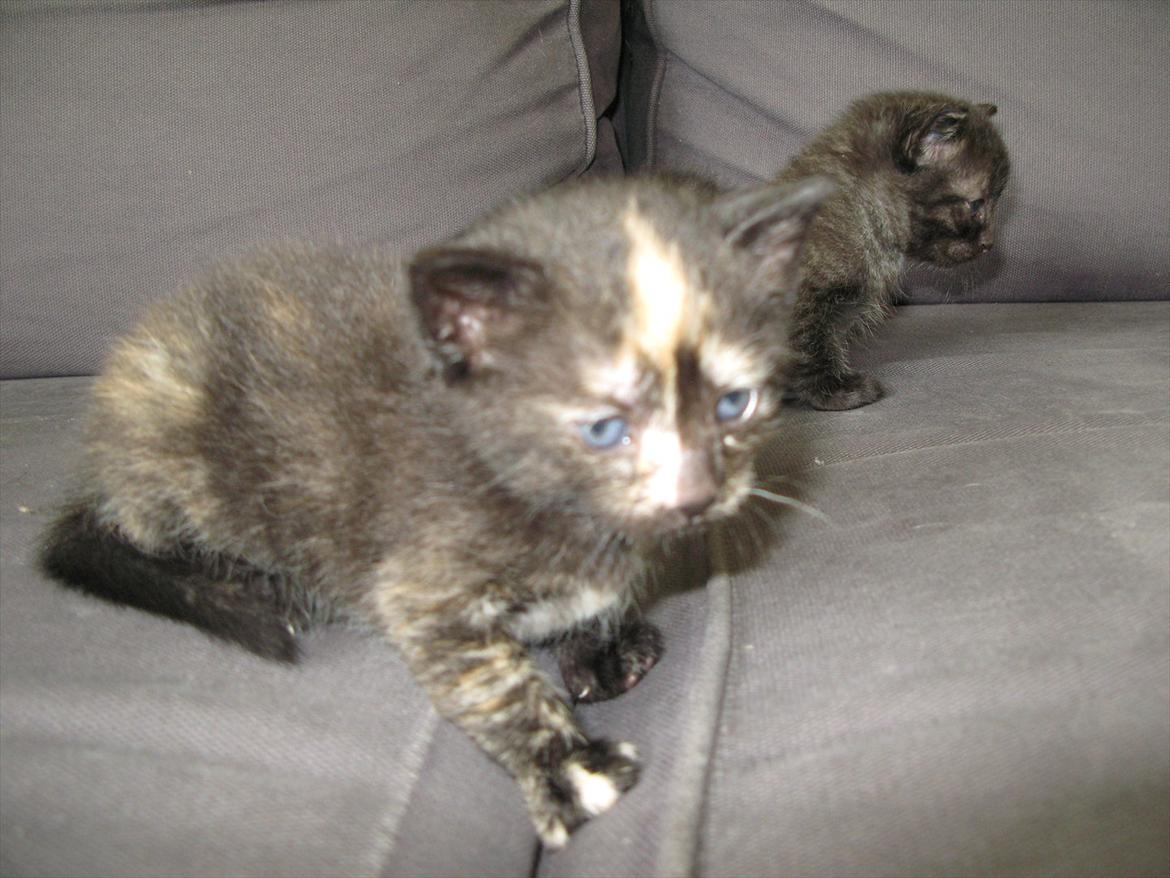 Huskat Mini Bailey billede 8