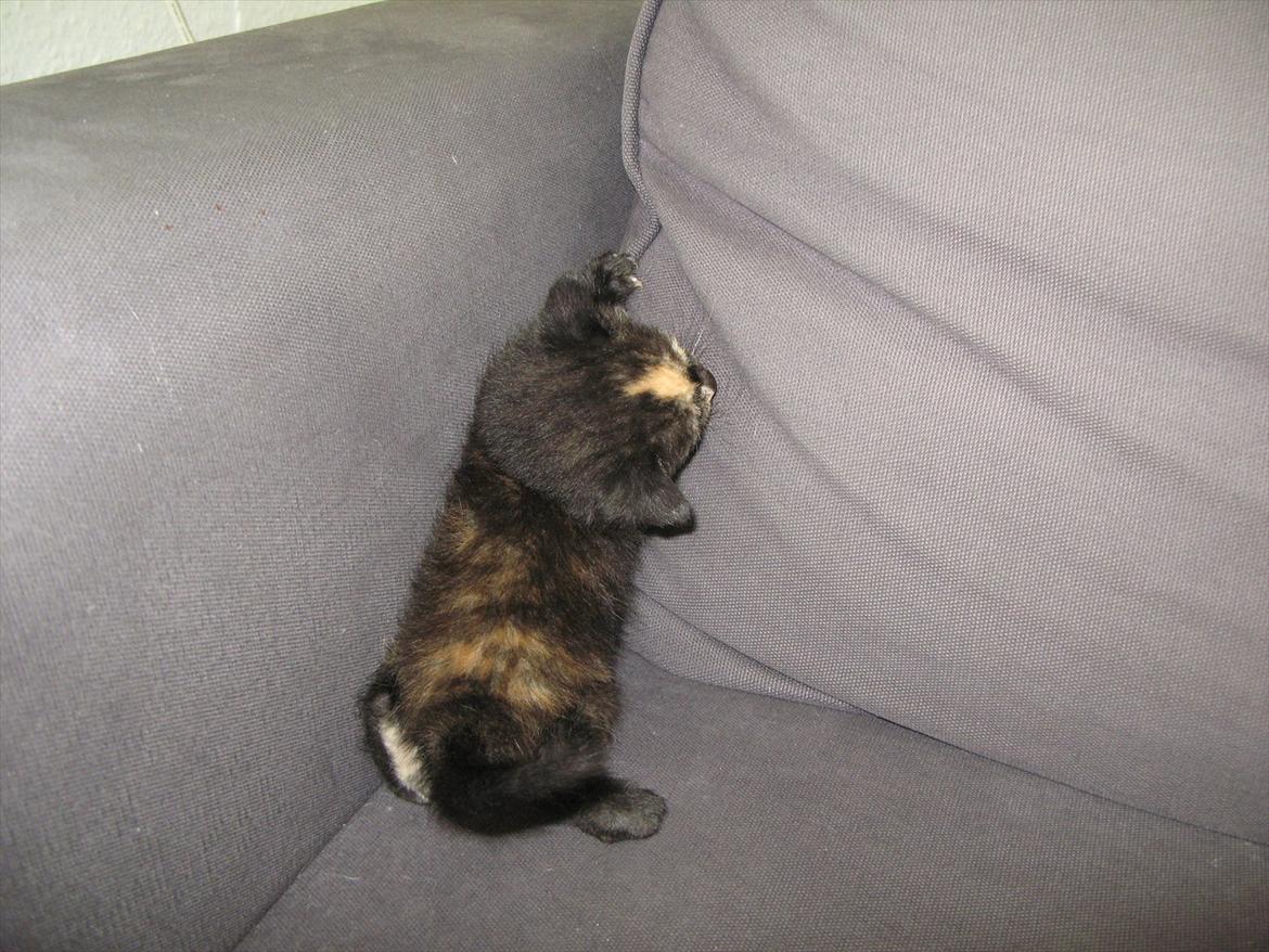 Huskat Mini Bailey billede 9