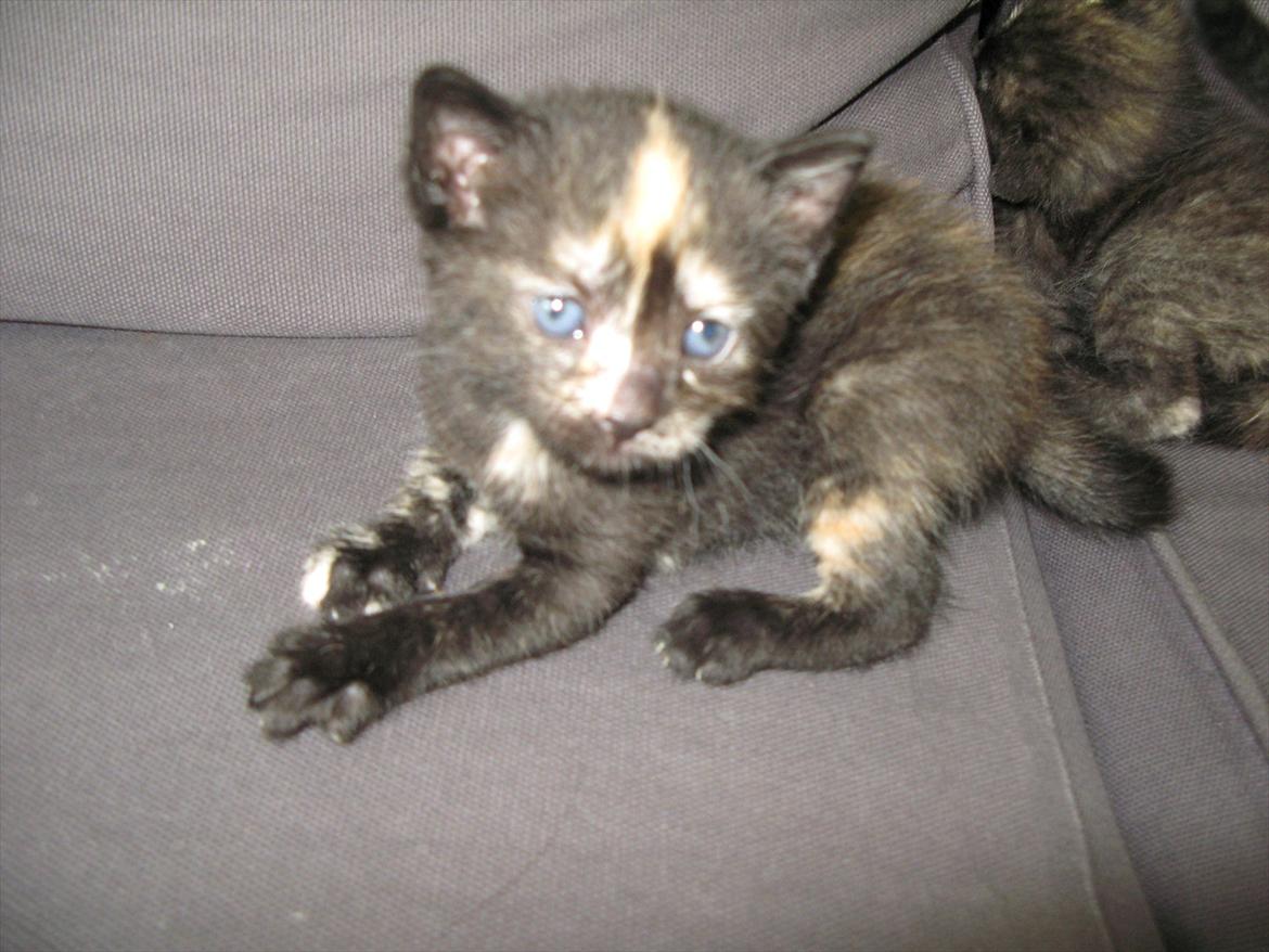 Huskat Mini Bailey billede 10