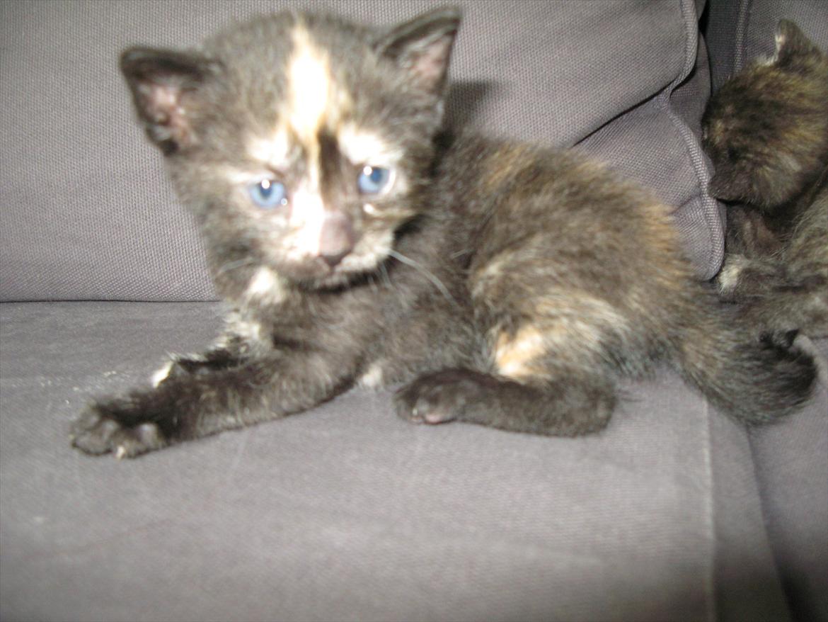 Huskat Mini Bailey billede 11