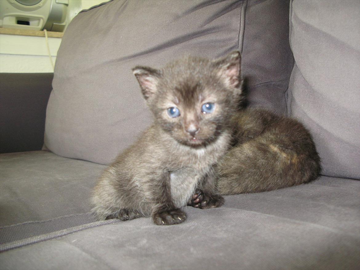 Huskat Light twin billede 1