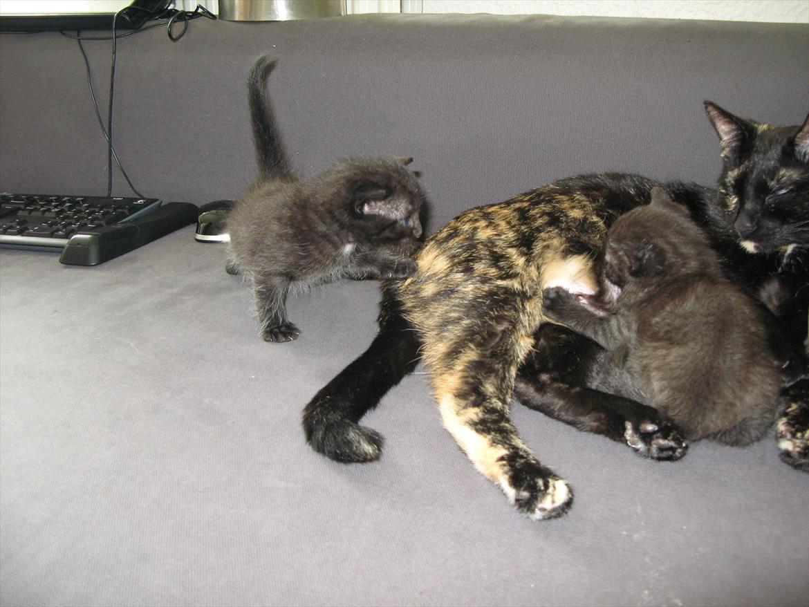 Huskat Light twin billede 2