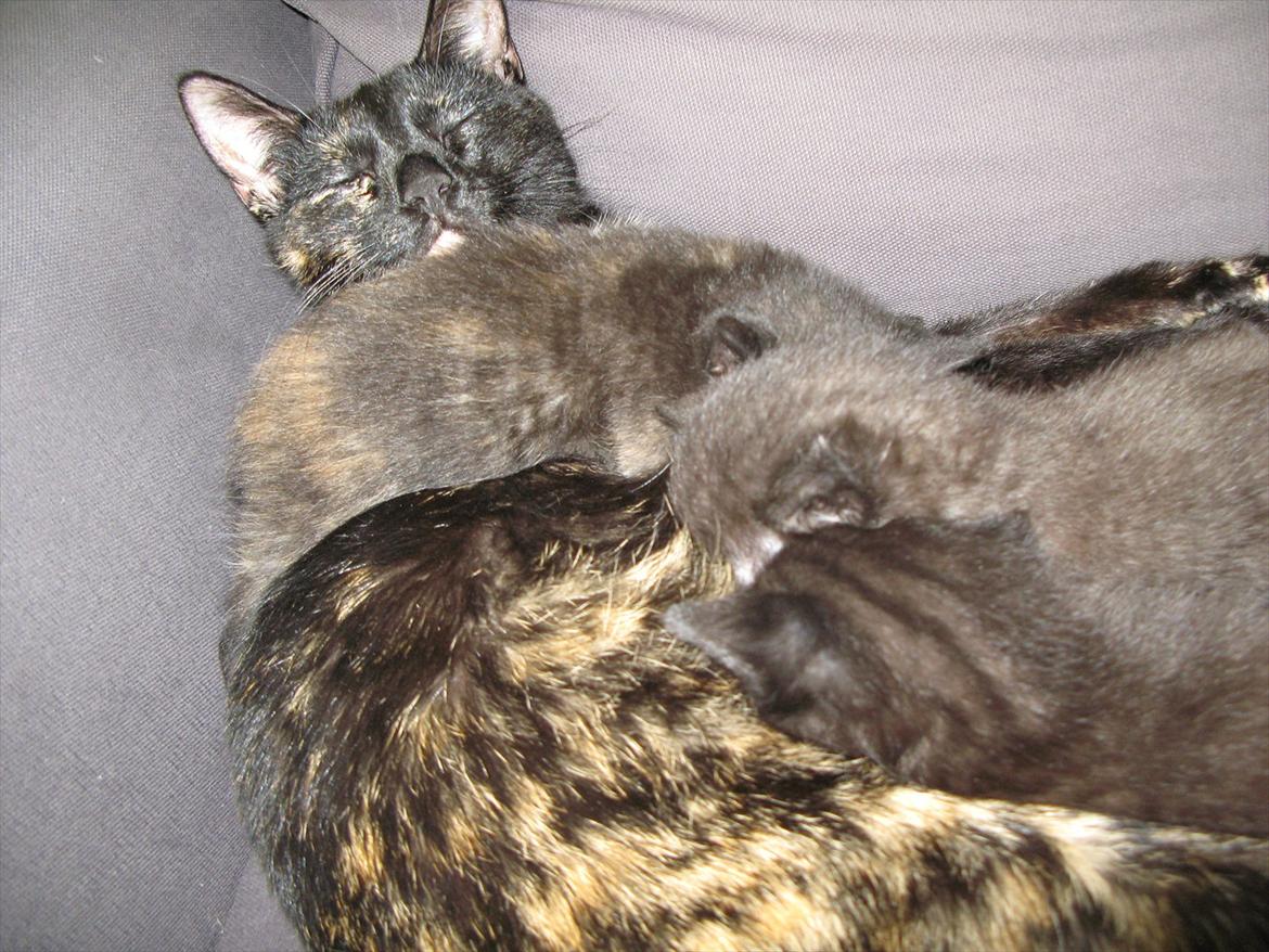 Huskat Light twin billede 4