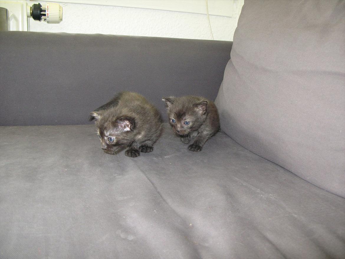 Huskat Light twin billede 8