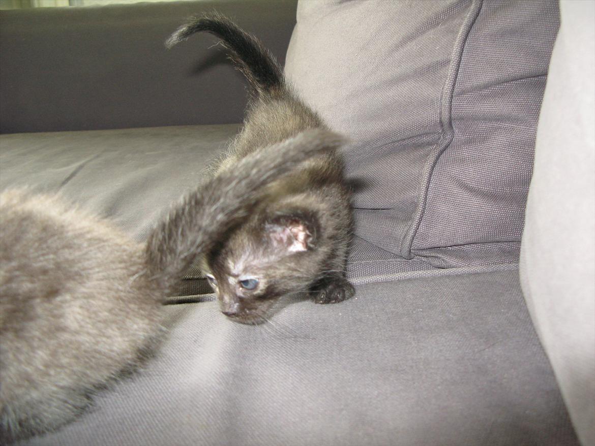 Huskat Light twin billede 9