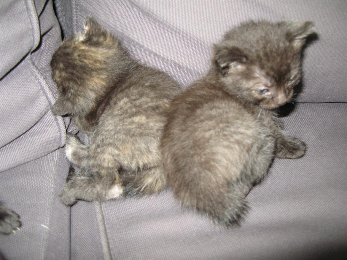 Huskat Light twin billede 11